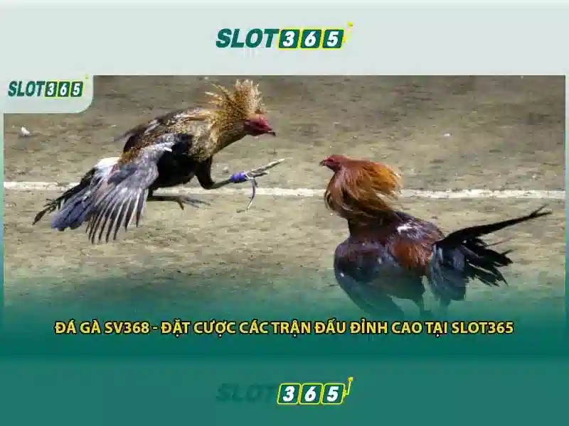 Slot365 là gì và tại sao được yêu thích?