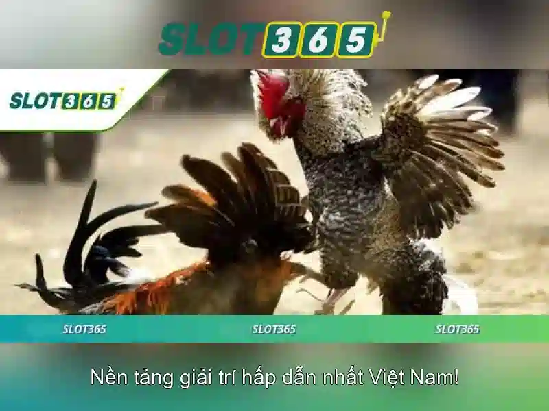 Slot365 là gì? Slot365 là gì?